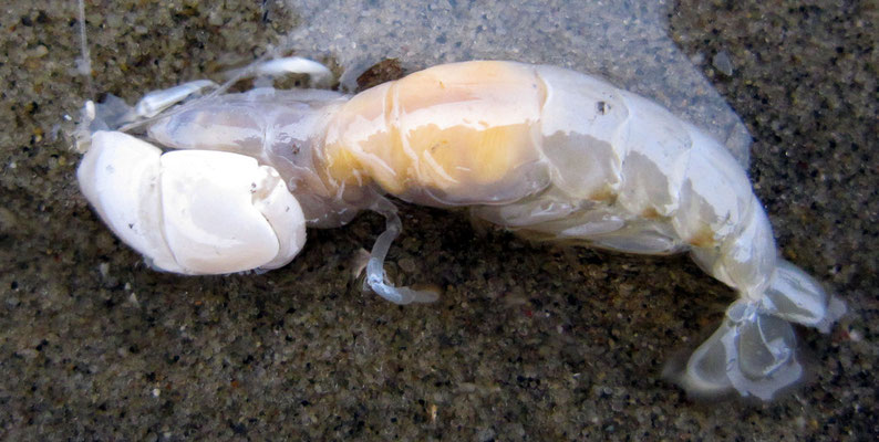 Crustacés : Pestarella tyrrhena. 4 cm long