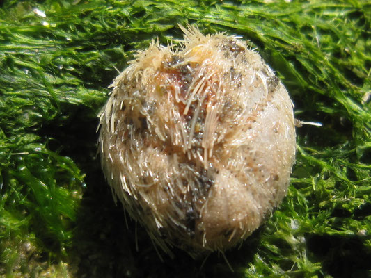 Echinodermes : Oursin coeur (Echinocardium cordatum). Diam. 5 cm, vue aborale