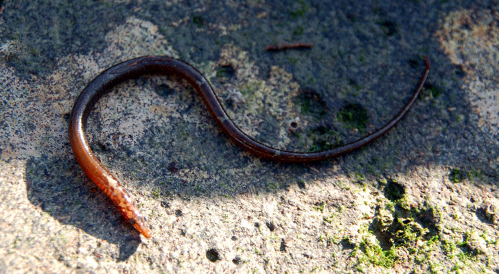 Syngnathe : Nerophis lumbriciformis. 20 cm long