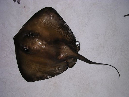 Raie-pastenague (Dasyatis pastinaca). Taille max : 1 m
