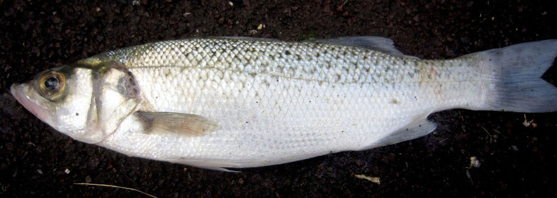 "Piguey" (Dicentrarchus punctatus). Taille max : 60 cm