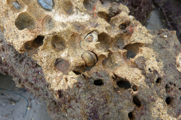 Petricola lithophaga. Long : 2 cm. Vit dans les pierres calcaires, au sein d'alvéoles qu'il creuse à l'aide d'un acide qu'il sécrète.  