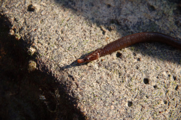 Syngnathe : Nerophis lumbriciformis. 20 cm long. S'enfonce dans la vase à marée basse. Peut aussi se trouver sous les pierres.