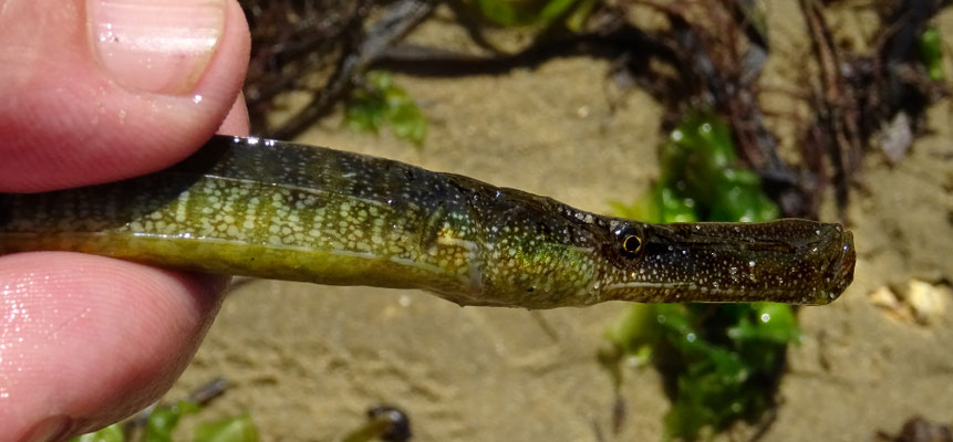 Siphonostome : détail tête