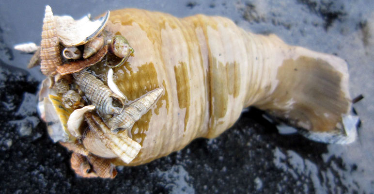 Détail sur les débris coquilliers agglutinés sur la couronne de tentacules lors de la rétractation