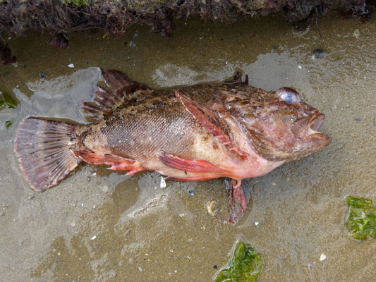 Une rascasse brune échouée (Scorpaena porcus). Long : 28 cm