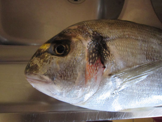 Caractéristique de la Dorade royale : la bande dorée entre les yeux. Taille max : 70 cm