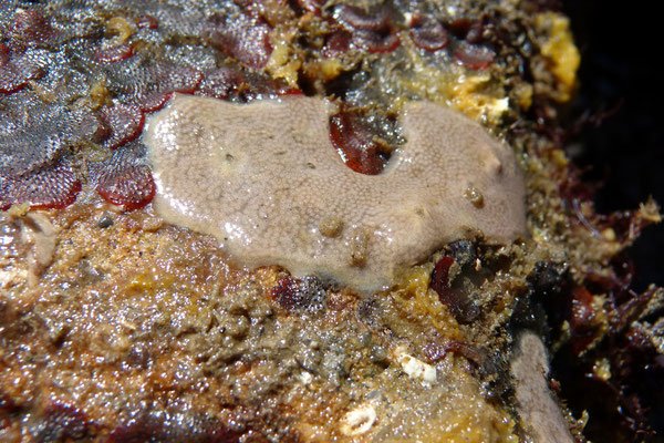 Autre spongiaire ou ascidie encroûtante ; 5 cm d'espace colonisé