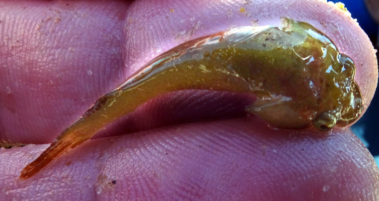 Petit poisson à ventouse ventrale (Lepadogaster ?) trouvé dans les zostères marines. Taille : 3 cm