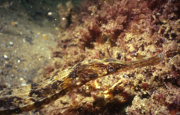 Syngnathe aiguille. 30 cm long