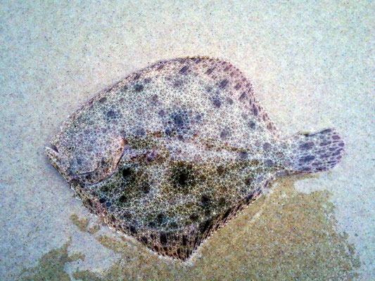Turbot (Scophthalmus maximus). Taille max : 1 m. Cette fois sur le sable, on note les couleures différentes