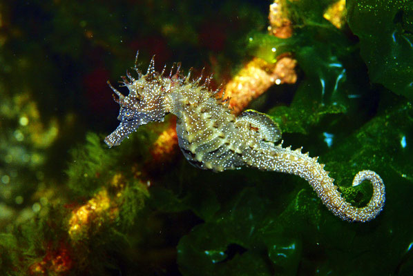 Hippocampe dans son élément