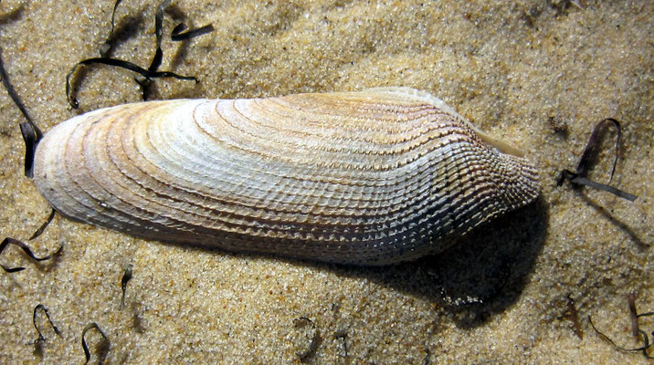Pholas dactylus (pholade). Perceur de substrat dur qui le protège doublement contre les prédateurs. Long : 10 cm