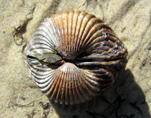 Bivalves : Bucarde (Acanthocardia tuberculata). Diam. 7 cm