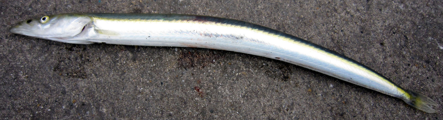Lançon : Hyperoplus immaculatus.  Taille max : 40 cm