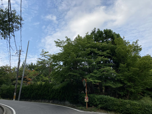 after　手前の桜やもみじを傷つけることなくスッキリしました！