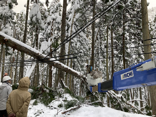 雪害による倒木処理作業③　厳しい環境ですが安全第一で作業します
