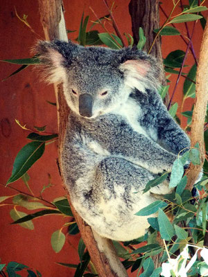 Im Koala Sanctuary ...