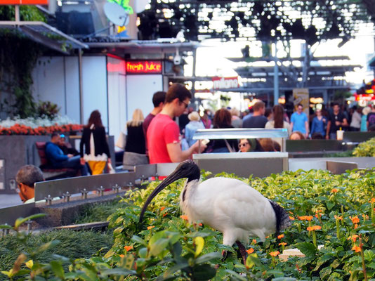 Für uns exotisch - Vogel in der Fußgängerzone von Brisbane