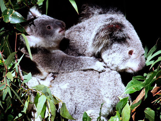 ... sahen wir Koalas ...