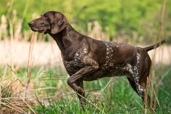 Deutsch Kurzhaar - julia kauer jagdhunde fotografie