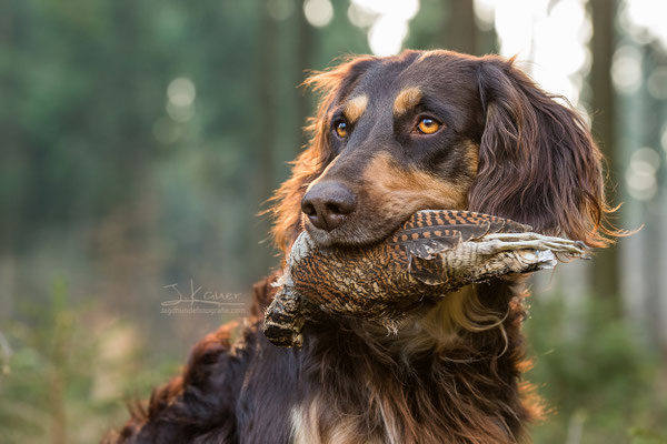 Deutscher Wachtelhund - julia kauer jagdhunde fotografie