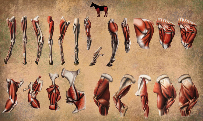 Anatomie Cheval