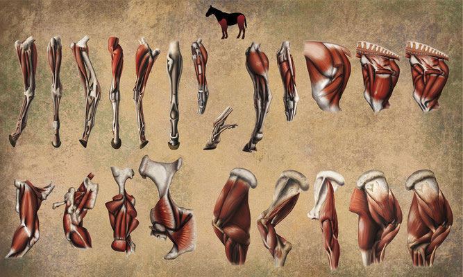 Anatomie Cheval