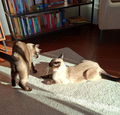 Siamkater Theo und Leo