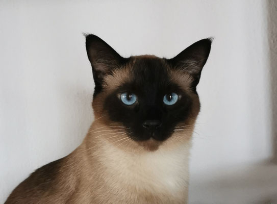 Theo mein Kater 4 Jahre alt