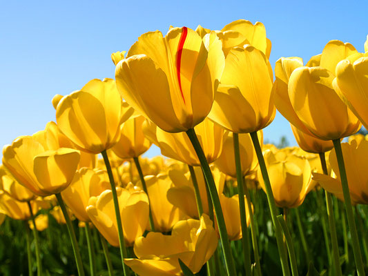 gelbe tulpen