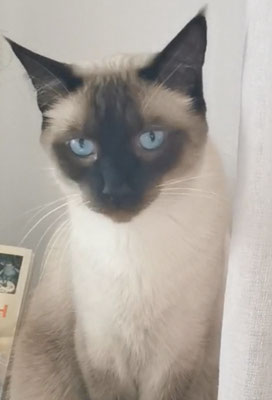 Leon mein Kater 4 Jahre alt