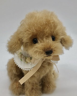 13㎝トイプードル　仔犬感