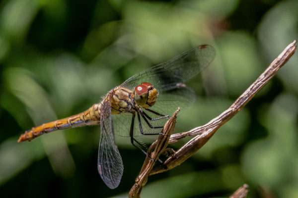 Sumpf-Heidelibelle - Sympetrum depressiusculum