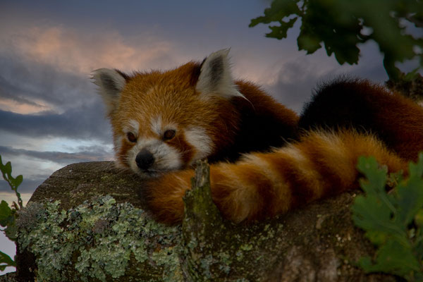 Roter Panda - Ailurus