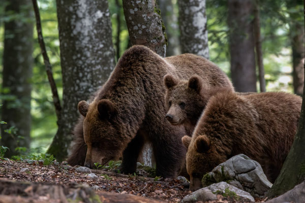 Braunbär - Ursus arctos