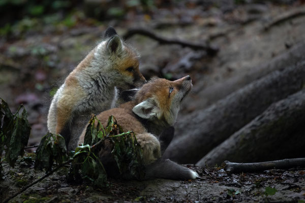 Rotfuchs - Vulpes vulpes