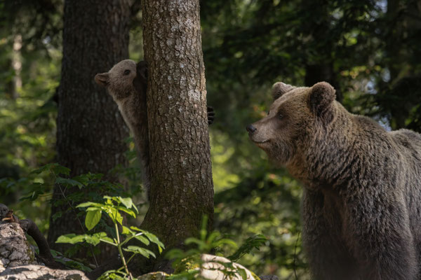  Braunbär - Ursus arctos