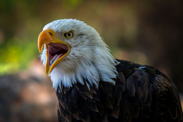 Weisskopfseeadler - Haliaeetus leucocephalus