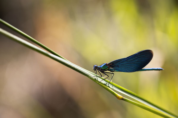 Prachtlibelle m - Calopteryx virgo virgo