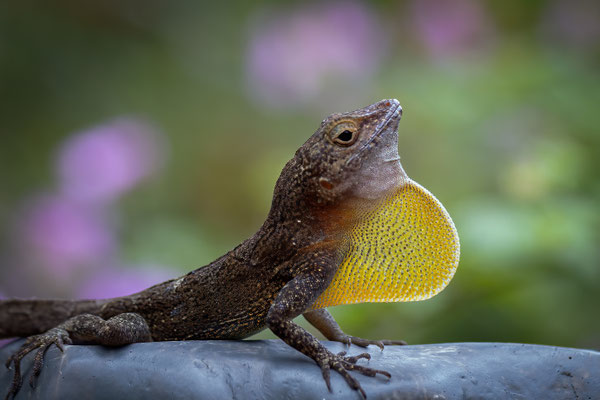 Dominica Anolis - Anolis oculatus