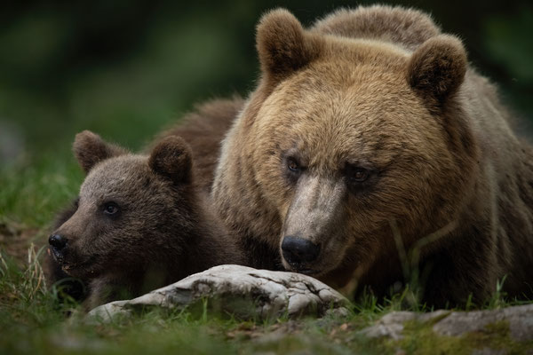  Braunbär - Ursus arctos