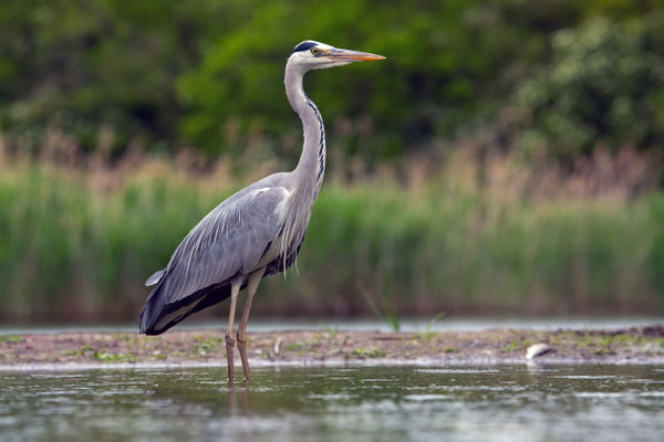 Graureiher - Ardea cinerea
