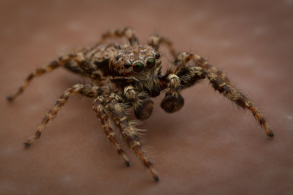 Rindenspringspinne (Marpissa muscosa)