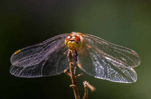 Sumpf-Heidelibelle - Sympetrum depressiusculum