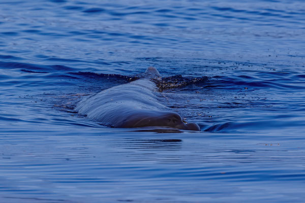 Pottwal - Spermwhale (Physeter macrocephalus, Syn.: Physeter catodon) 