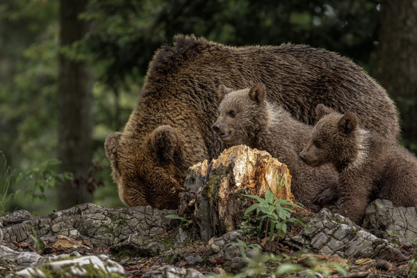 Braunbär - Ursus arctos