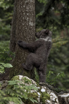 Braunbär - Ursus arctos