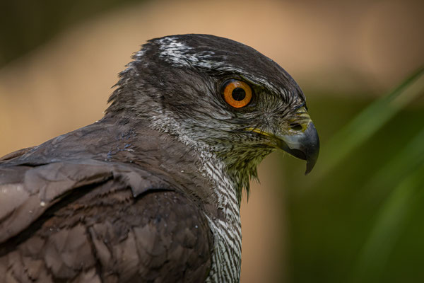 Habicht - Accipiter gentilis