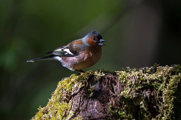 Buchfink - Fringilla coelebs